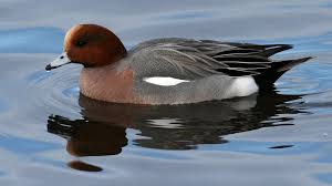 Attēlu rezultāti vaicājumam “Anas penelope”