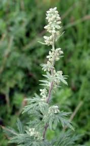 Attēlu rezultāti vaicājumam “Artemisia vulgaris bud”