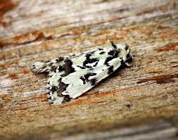 Attēlu rezultāti vaicājumam “Moma alpium”