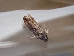 Attēlu rezultāti vaicājumam “Epinotia immundana”