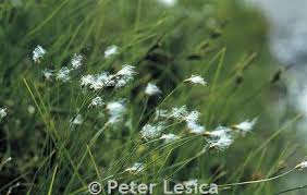 Attēlu rezultāti vaicājumam “Trichophorum alpinum fruit”