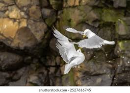 Attēlu rezultāti vaicājumam “Rissa tridactyla adult”