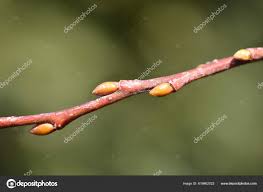 Attēlu rezultāti vaicājumam “Salix caprea bud”