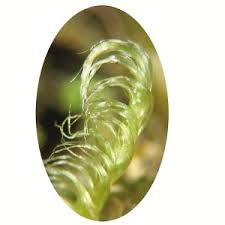 Attēlu rezultāti vaicājumam “Saelania glaucescens sporophyte”