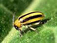 Gardening Resources :: National Gardening Association