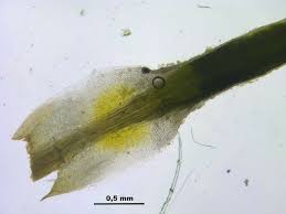 Attēlu rezultāti vaicājumam “Polytrichum piliferum”