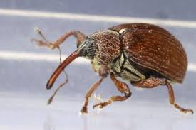 Attēlu rezultāti vaicājumam “Anthonomus phyllocola”