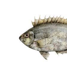 Image result for Siganus rivulatus