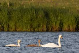 Attēlu rezultāti vaicājumam “Cygnus olor juvenile”