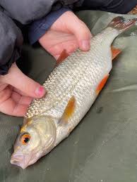 Image result for Cobham Court Angling Club