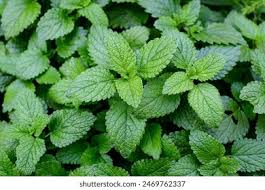 Attēlu rezultāti vaicājumam “Melissa officinalis leaf”