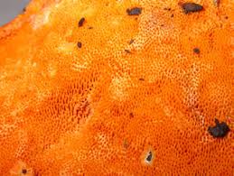 Attēlu rezultāti vaicājumam “Hapalopilus croceus”