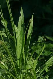 Attēlu rezultāti vaicājumam “Plantago lanceolata leaf”