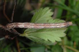 Attēlu rezultāti vaicājumam “Scopula floslactata imago”