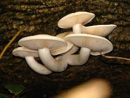 Attēlu rezultāti vaicājumam “Hypsizygus ulmarius”