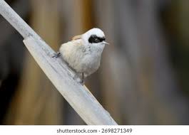 Attēlu rezultāti vaicājumam “Remiz pendulinus adult”