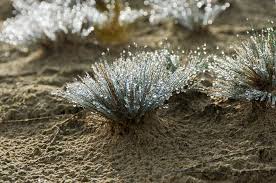 Attēlu rezultāti vaicājumam “Corynephorus canescens fruit”