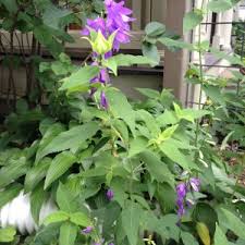 Attēlu rezultāti vaicājumam “Campanula rapunculoides flower”