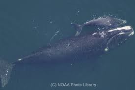 Image result for Eubalaena glacialis