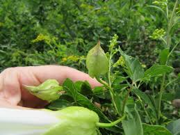 Attēlu rezultāti vaicājumam “Calystegia sepium”