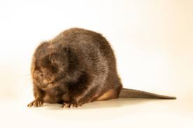 Image result for Castor fiber