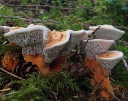 Attēlu rezultāti vaicājumam “Hydnellum aurantiacum”