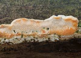 Attēlu rezultāti vaicājumam “Diplomitoporus flavescens”