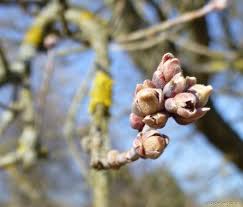 Attēlu rezultāti vaicājumam “Acer negundo bud”