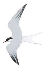 Attēlu rezultāti vaicājumam “Sterna hirundo”