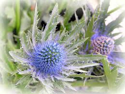 Attēlu rezultāti vaicājumam “Eryngium planum flower”