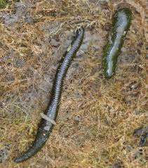 Attēlu rezultāti vaicājumam “Haemopis sanguisuga”