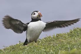 Image result for Fratercula arctica