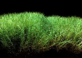 Attēlu rezultāti vaicājumam “Leptobryum pyriforme sporophyte”