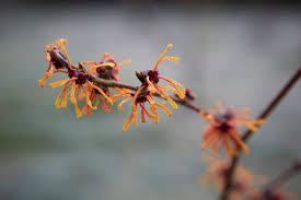 Attēlu rezultāti vaicājumam “Hamamelis japonica”