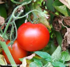 Afbeeldingsresultaat voor caro rich tomato