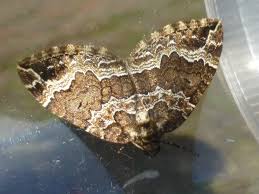 Attēlu rezultāti vaicājumam “Lampropteryx suffumata”