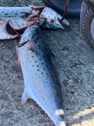 Image result for Scomberomorus maculatus