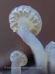 Attēlu rezultāti vaicājumam “Symphytocarpus flaccidus macro”