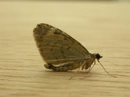 Attēlu rezultāti vaicājumam “Chloroclysta siterata”