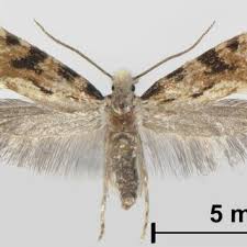 Attēlu rezultāti vaicājumam “Scardia boletella exuvia”
