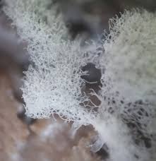 Attēlu rezultāti vaicājumam “Ceratiomyxa fruticulosa spores”