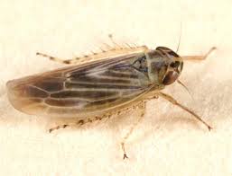 Attēlu rezultāti vaicājumam “Macrosteles sp. imago”