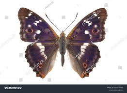 Attēlu rezultāti vaicājumam “Apatura ilia male”