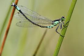 Attēlu rezultāti vaicājumam “Coenagrion armatum male”