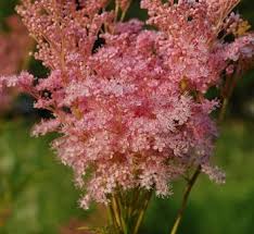 Attēlu rezultāti vaicājumam “Filipendula ulmaria  flower”