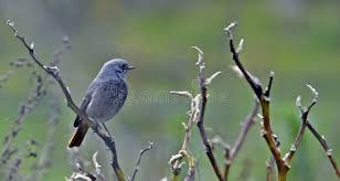 Attēlu rezultāti vaicājumam “Phoenicurus phoenicurus female”