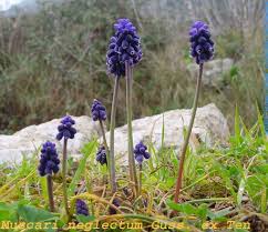 Attēlu rezultāti vaicājumam “Muscari neglectum”