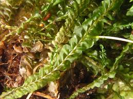 Attēlu rezultāti vaicājumam “Plagiochila asplenioides”