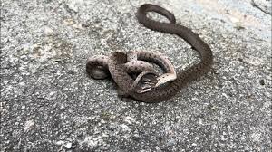 Attēlu rezultāti vaicājumam “Coronella austriaca adult”