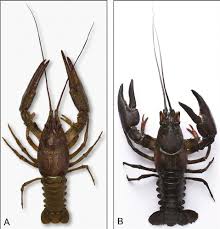 Attēlu rezultāti vaicājumam “Astacus astacus”